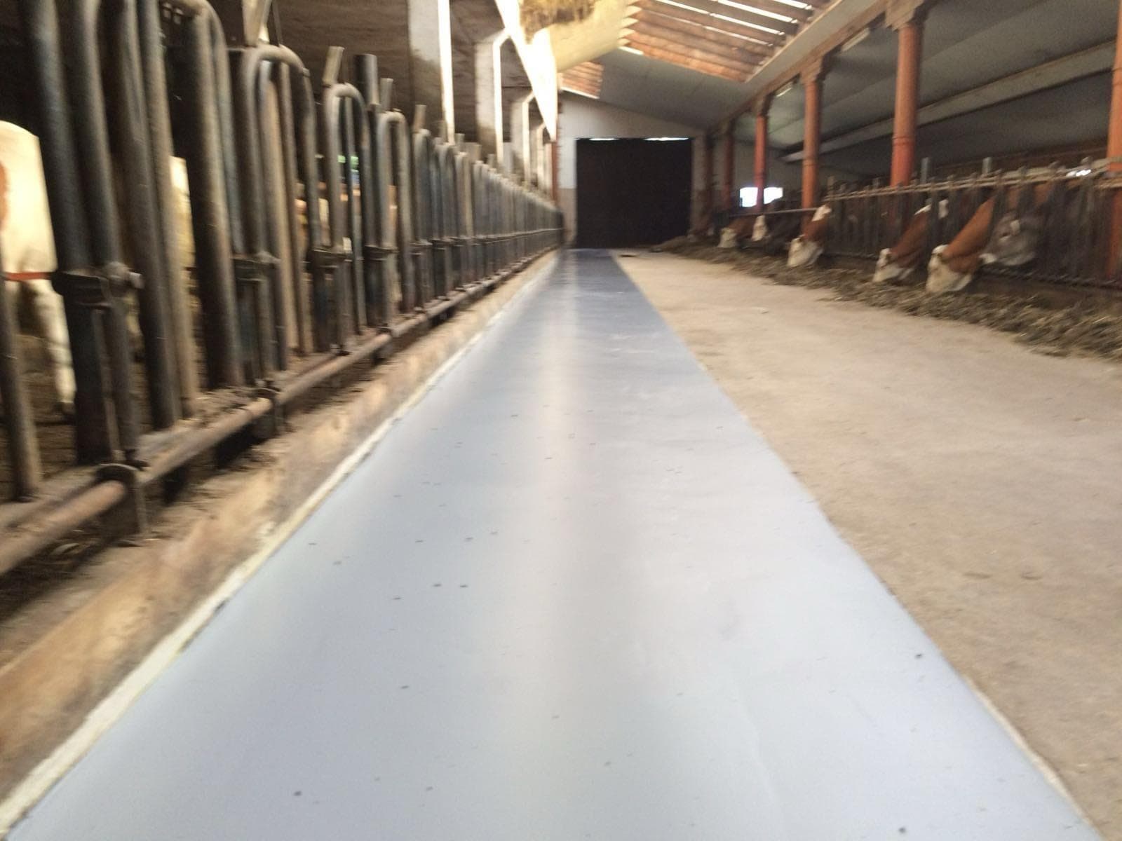 Grijze coatingvloer in de voergang van een koeienstal